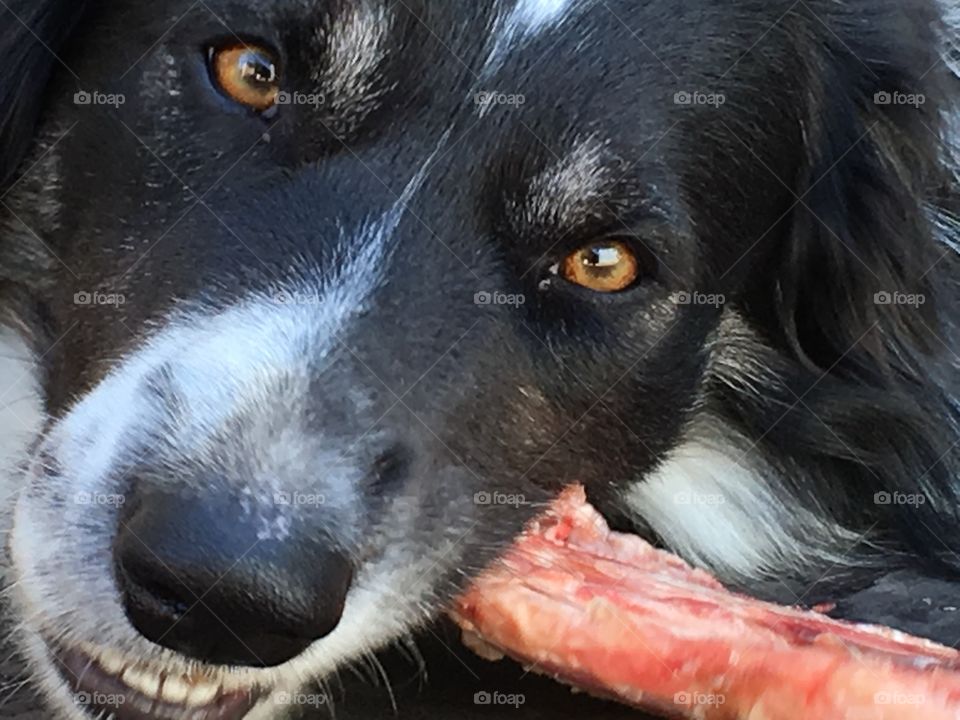 Border collie sheepdog chewing on raw beef bone