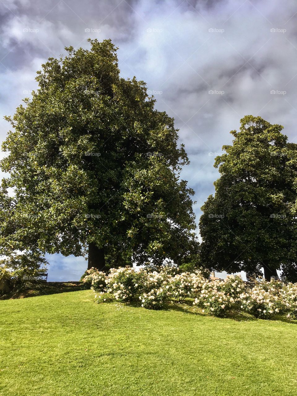 magnolias in the park of a seven-century villa in Varese