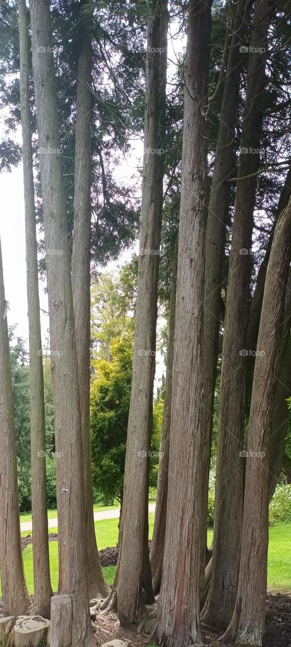 Himalayan hemlock tree