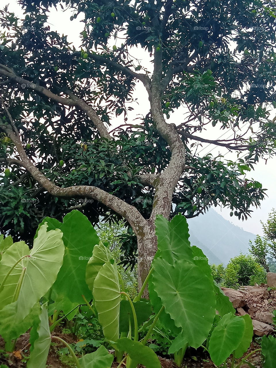 Different shapes and sizes of same nature