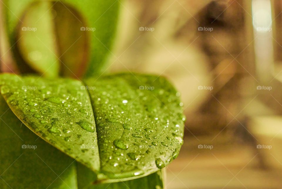 Photograph taken with the help of an orchid, the water drops dripping over the leaves of the green leaves of this plant.
