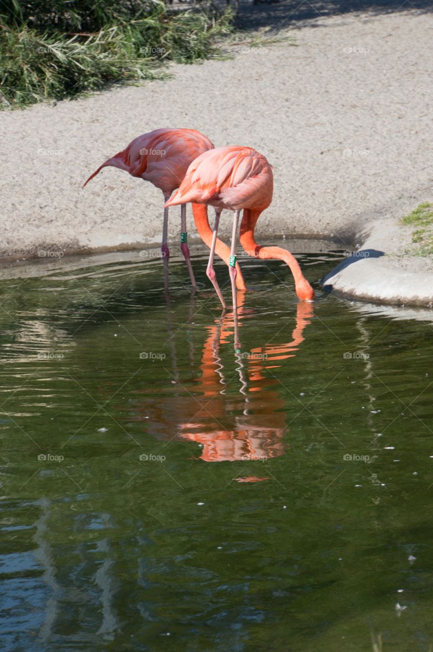 Flamingo 