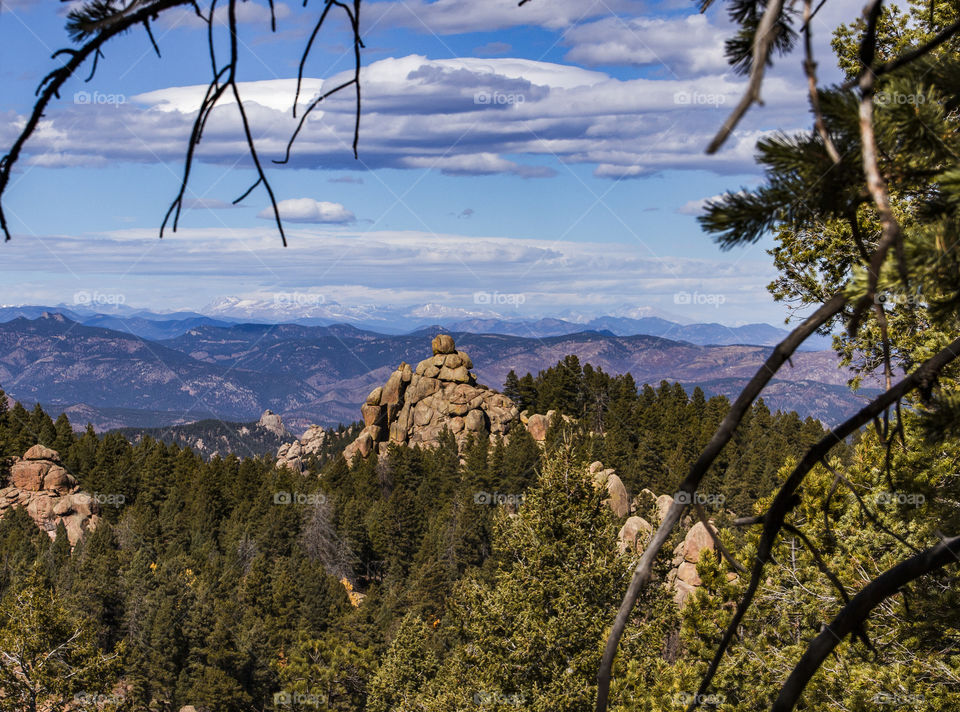 Mountain forest