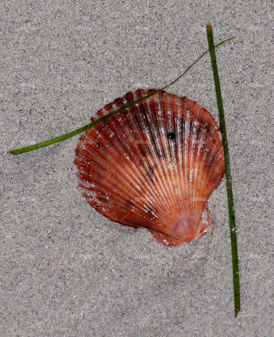 Shell 