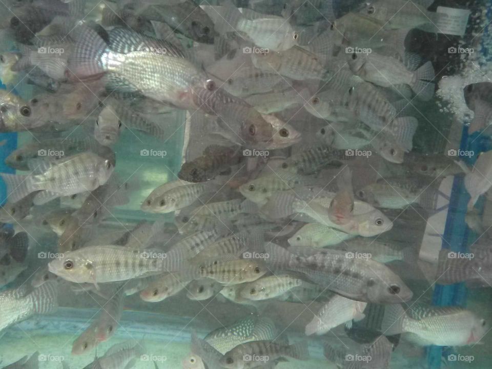 tank full of fish