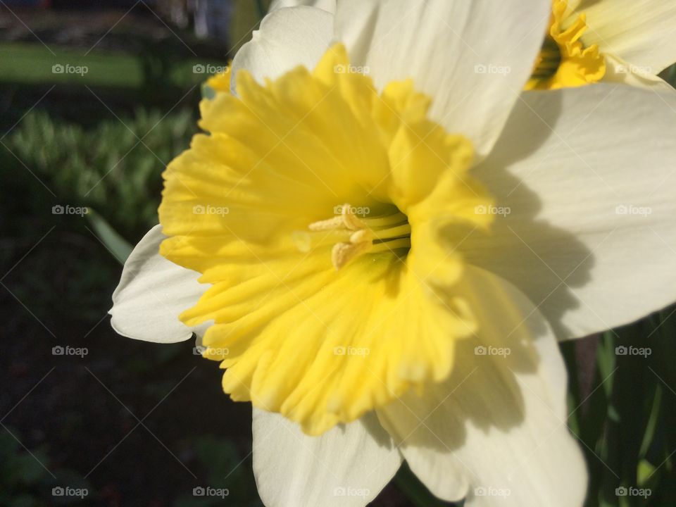 Daffodil