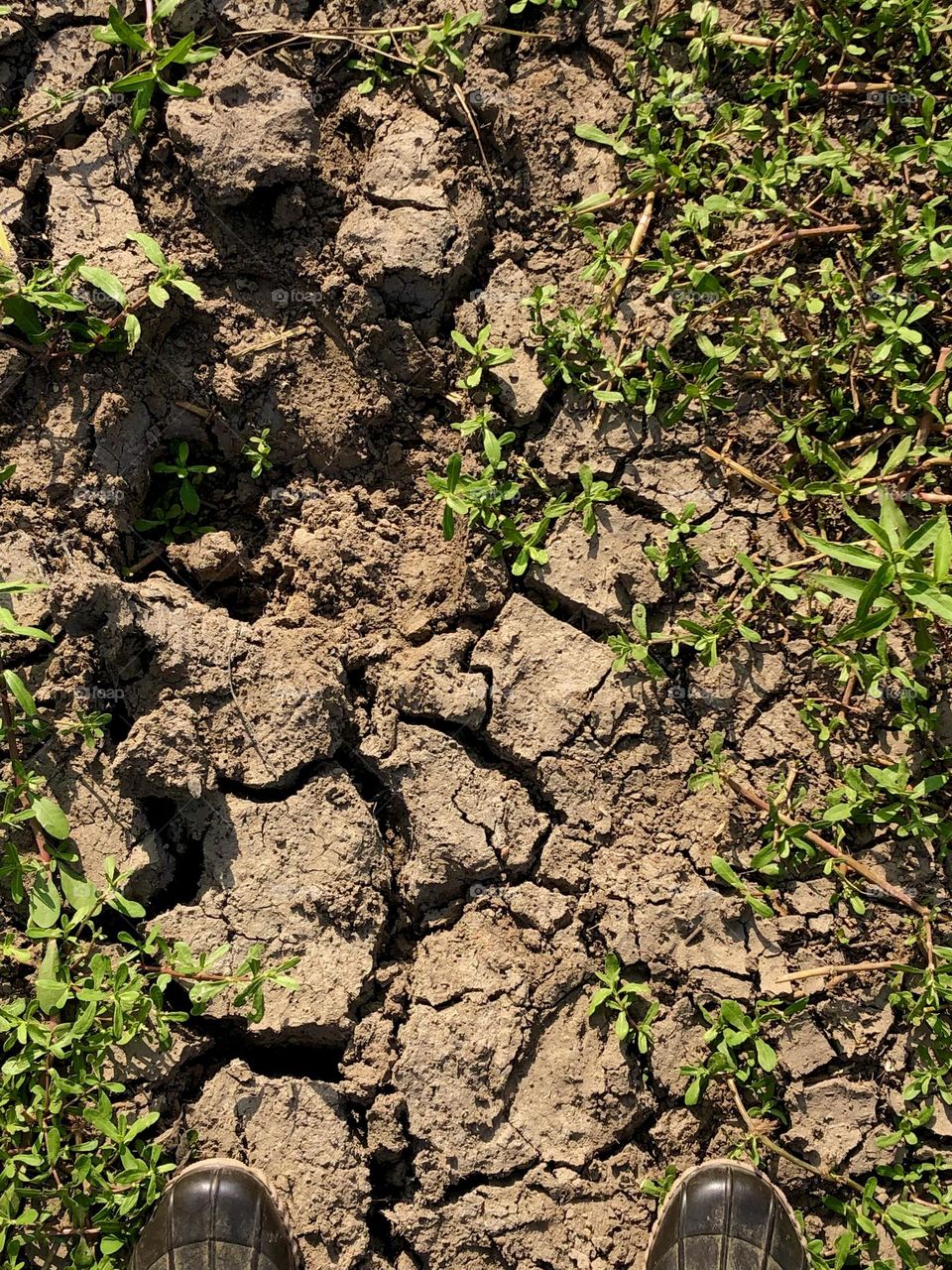 We are in a drought in Texas! It’s amazing that everything is still blooming when the ground is this cracked!