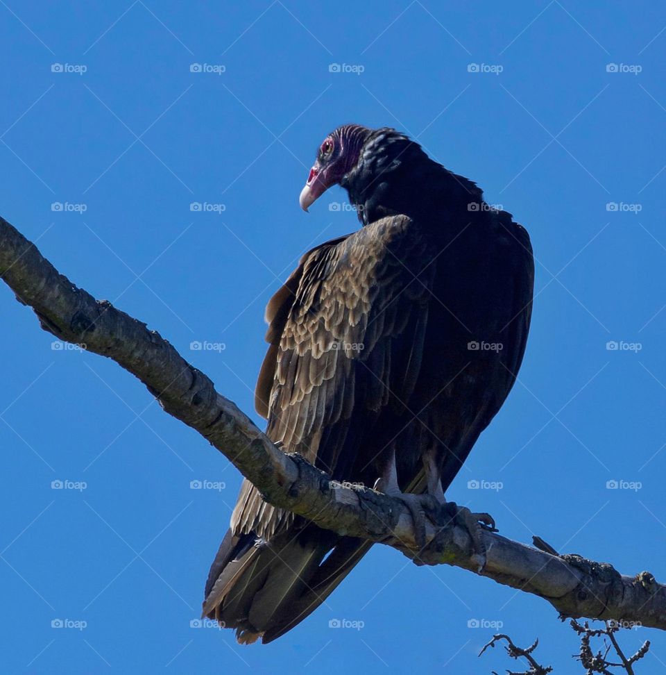 Turkey vulture