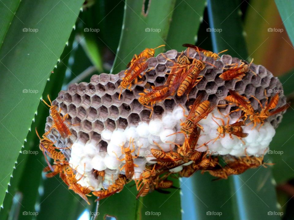 Bees 🐝 @home Maldives 🇲🇻 