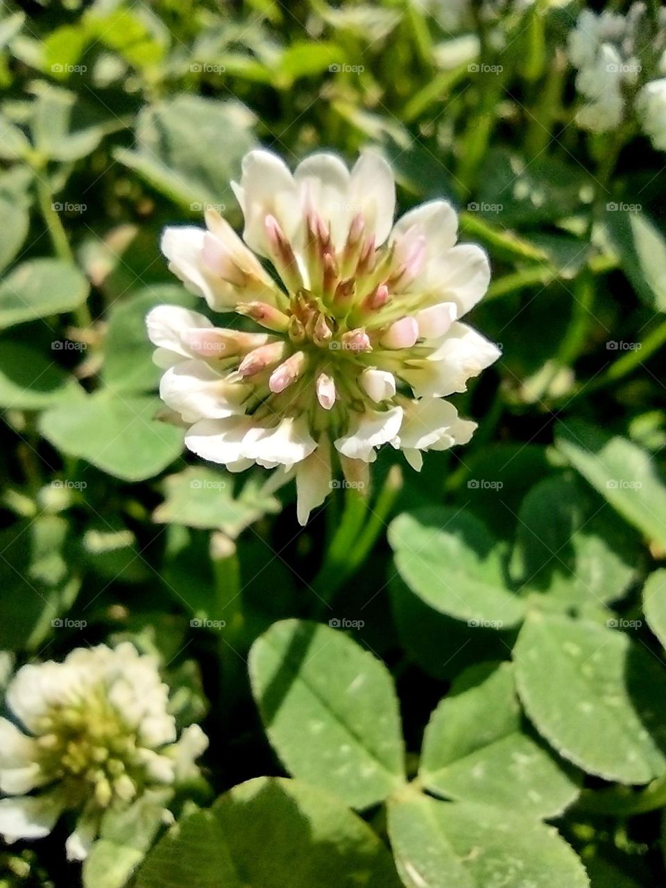 Closeup of a eautiful, elegant, delicate white flower on a lovely, bright, sunny, Spring day