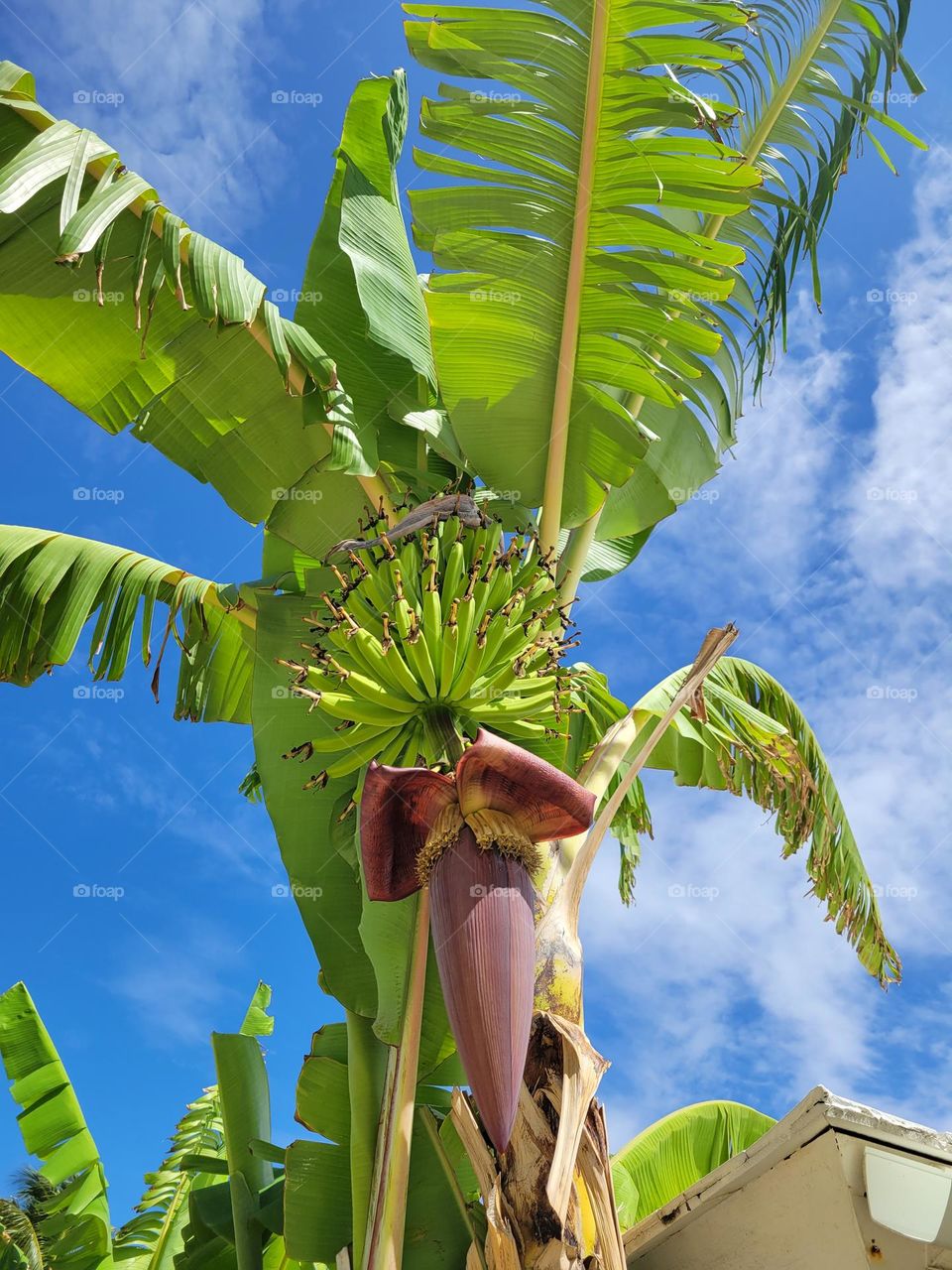Banana tree in Jamaica 🇯🇲
