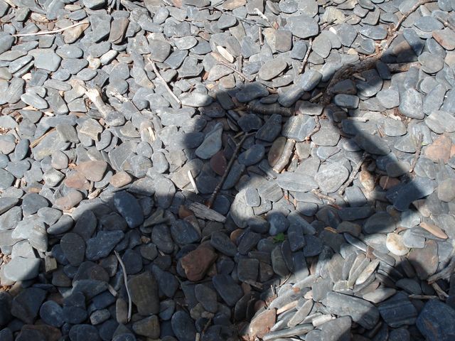 Shadow