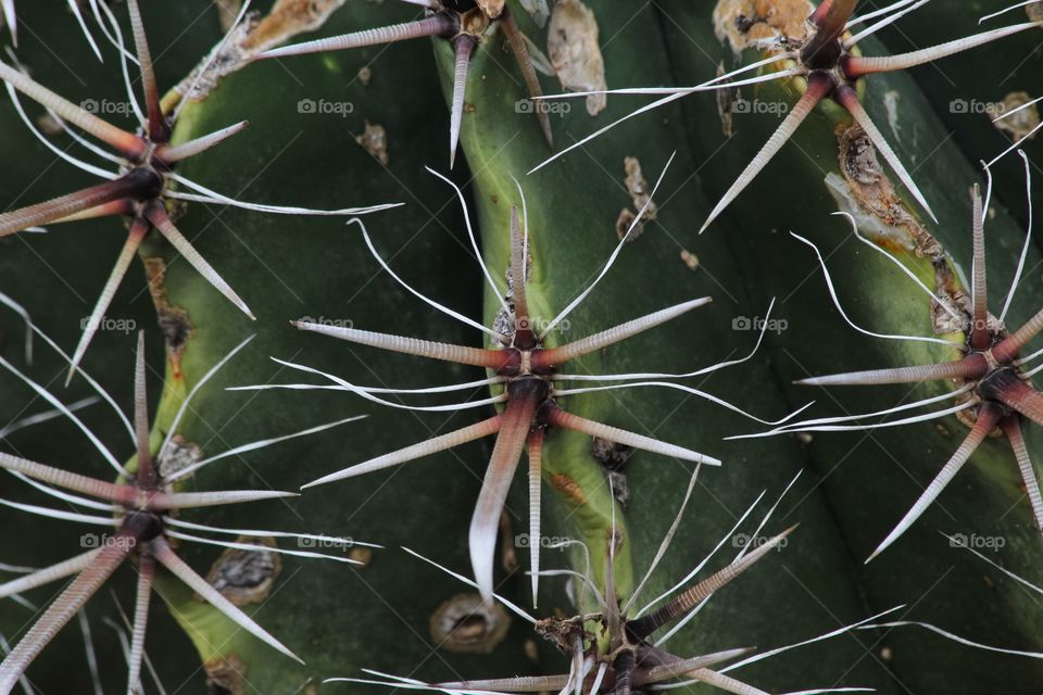 Cactus spikes 
