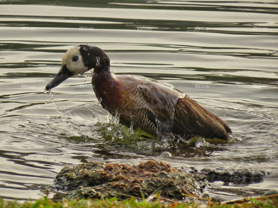 Irerê tomando um banho em uma manhã de domingo.