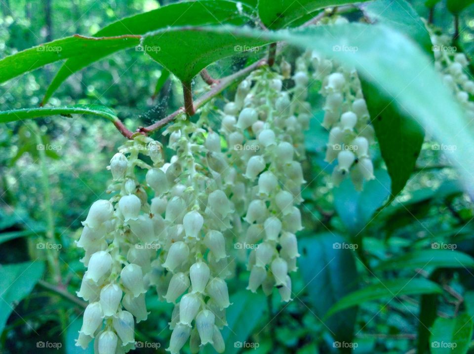 Bells of the forest . Photo taken from Paris mtn. Lilies of the valley...