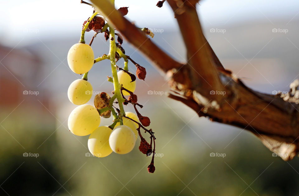 A mature cluster hangs on a branch