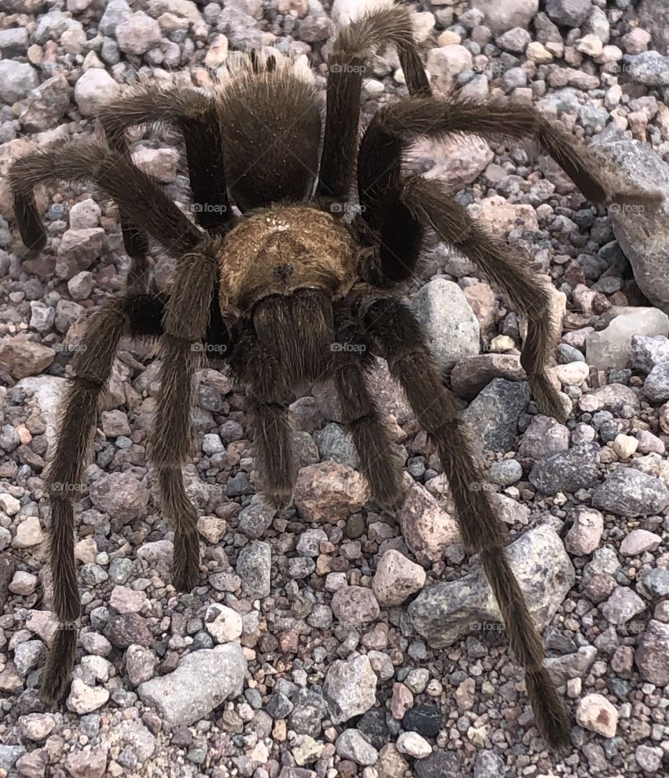 Tarantula crosses the road