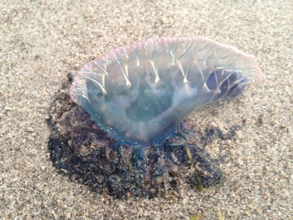 Man o war 