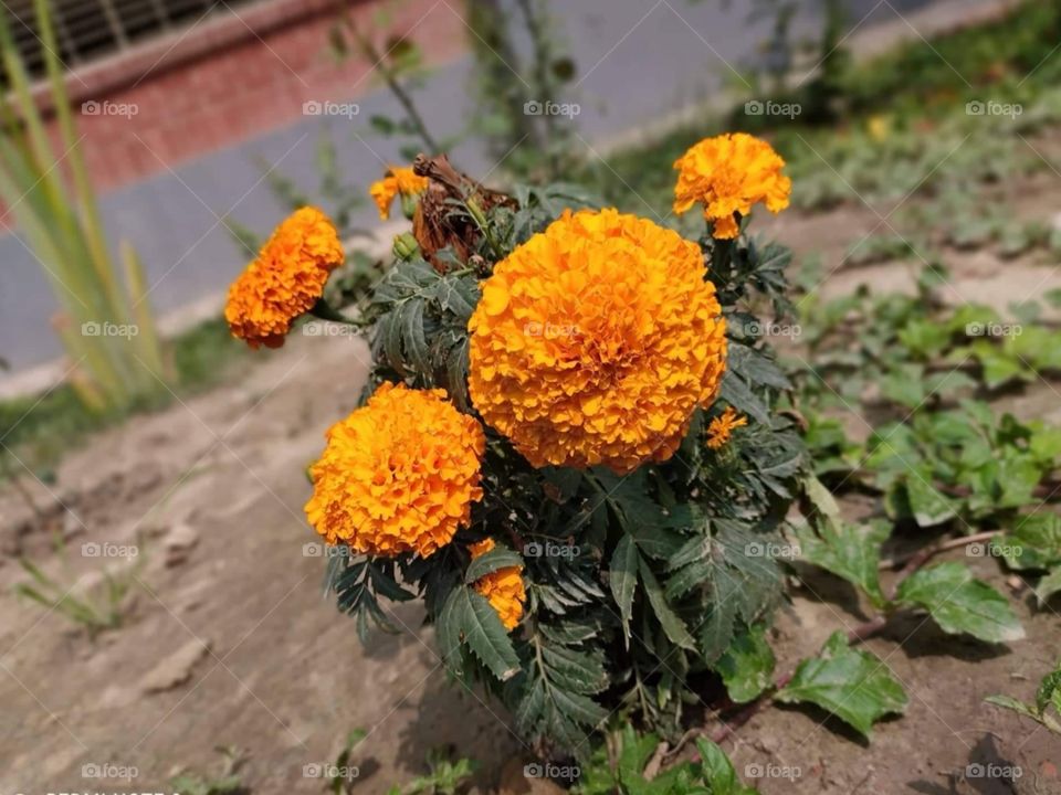 Marigold flower