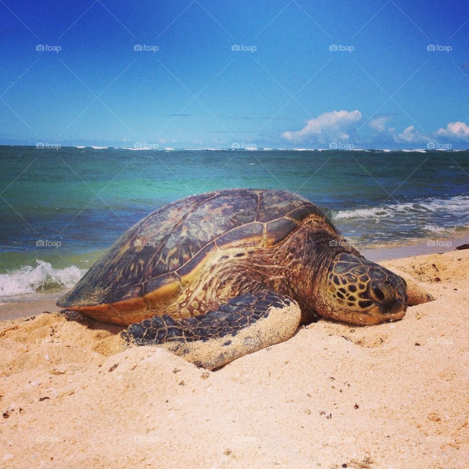 Endangered Hawaiian Sea Turtle