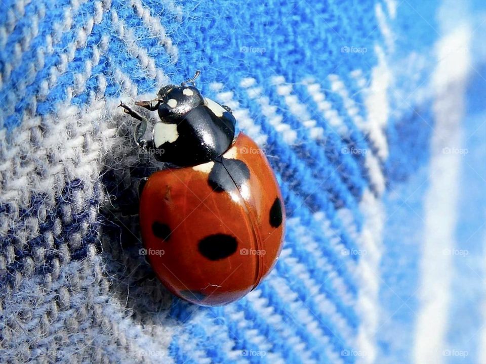 Perfect little ladybird