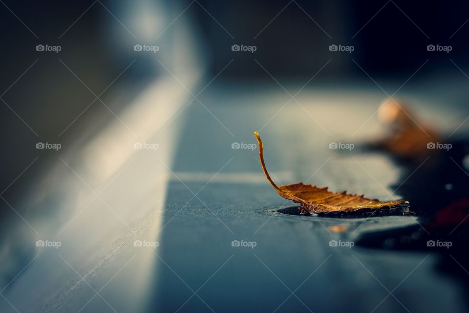 A dark moody portrait of a fallen yellow and orange birch leaf lying in a tin shallow depth of field during autumn. the leaf has fallen down a tree due to fall season.