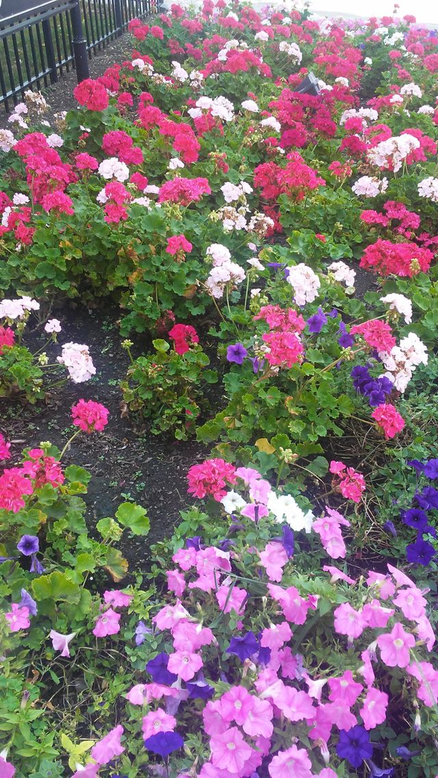 Flower, Garden, Flora, Blooming, Leaf