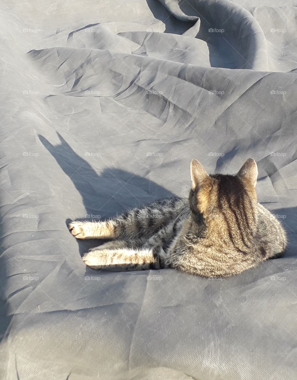 tabby cat and her shadow