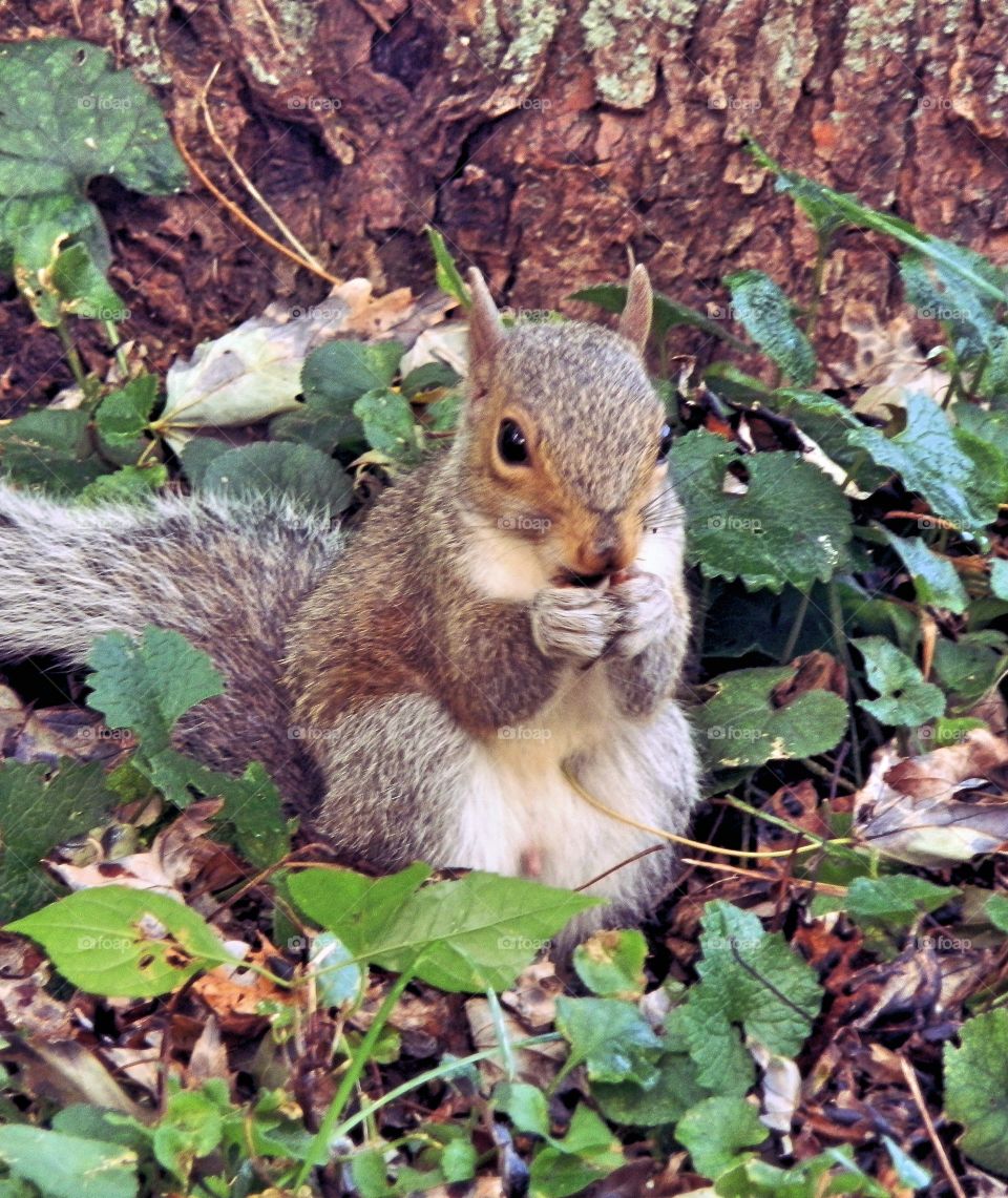 Squirrel Snack Time!
This little guy has been very busy all day.  He definitely deserves this break!
