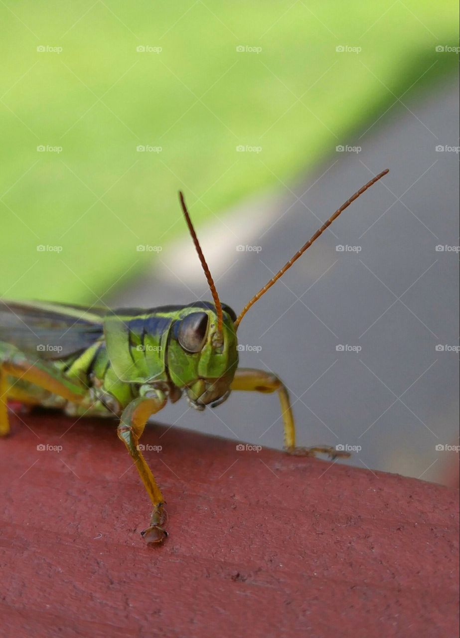 face to face with a grasshopper