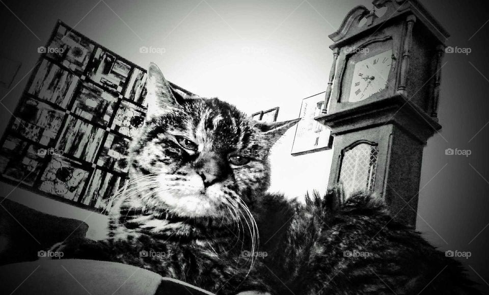 Wise old cat with grandfather clock.