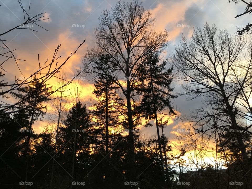 Silhouette of trees at sunset