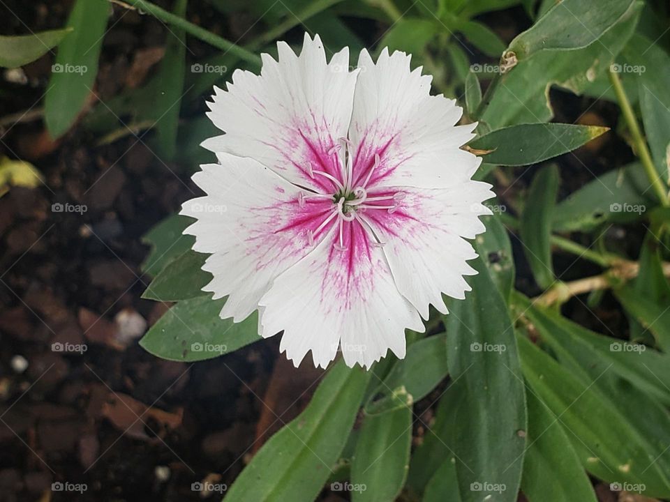 Pink Dianthus