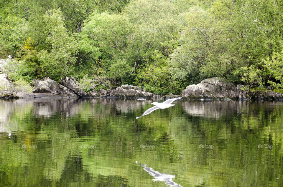 Bird flying over river
