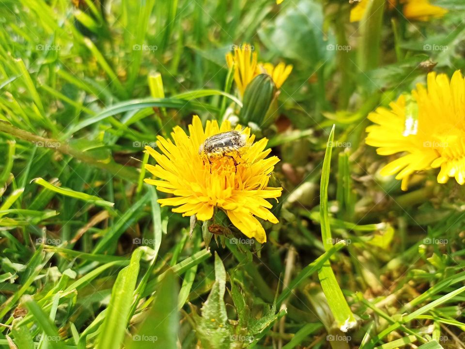 Taraxacum officinale, the dandelion or common dandelion, is a flowering herbaceous perennial plant of the dandelion genus in the family Asteraceae
