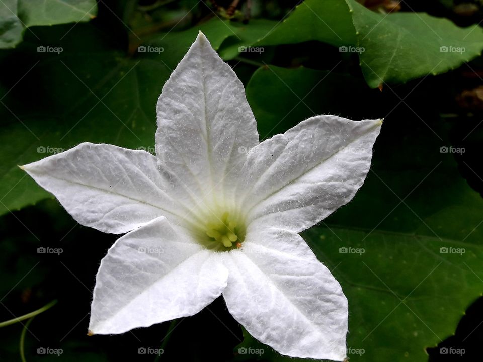 Withe color blooming flower