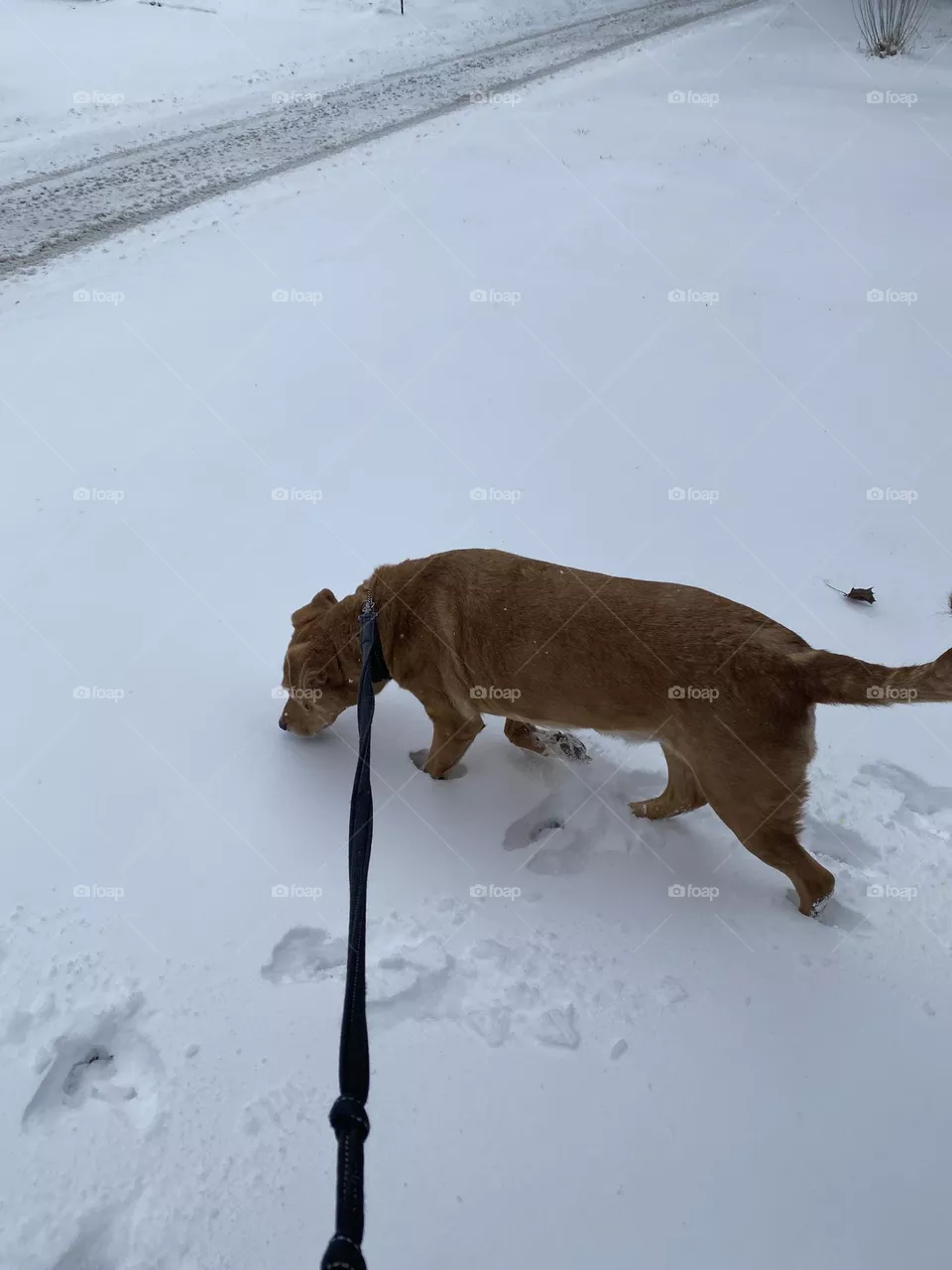 Blue in the white 