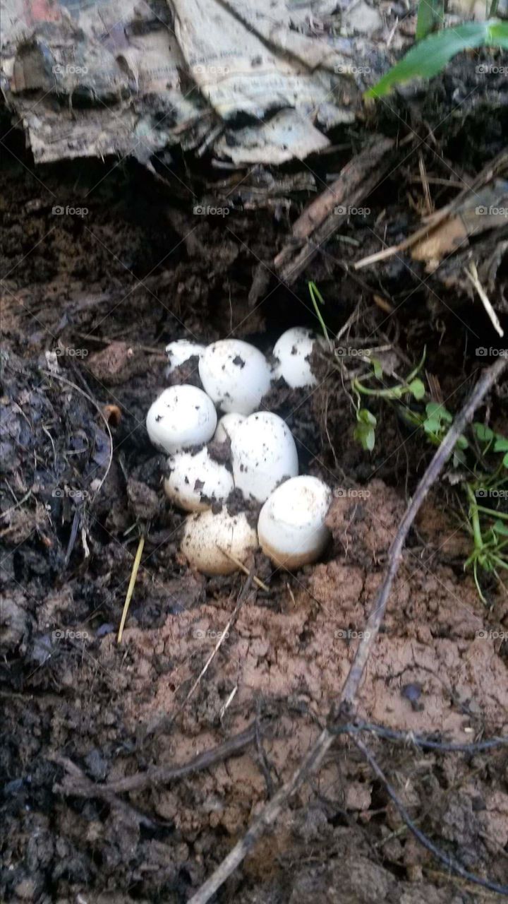 Snake Eggs. found these behind our house last year