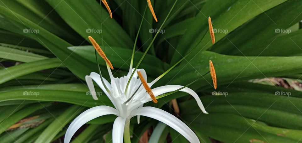 Best Flower of white Lilly