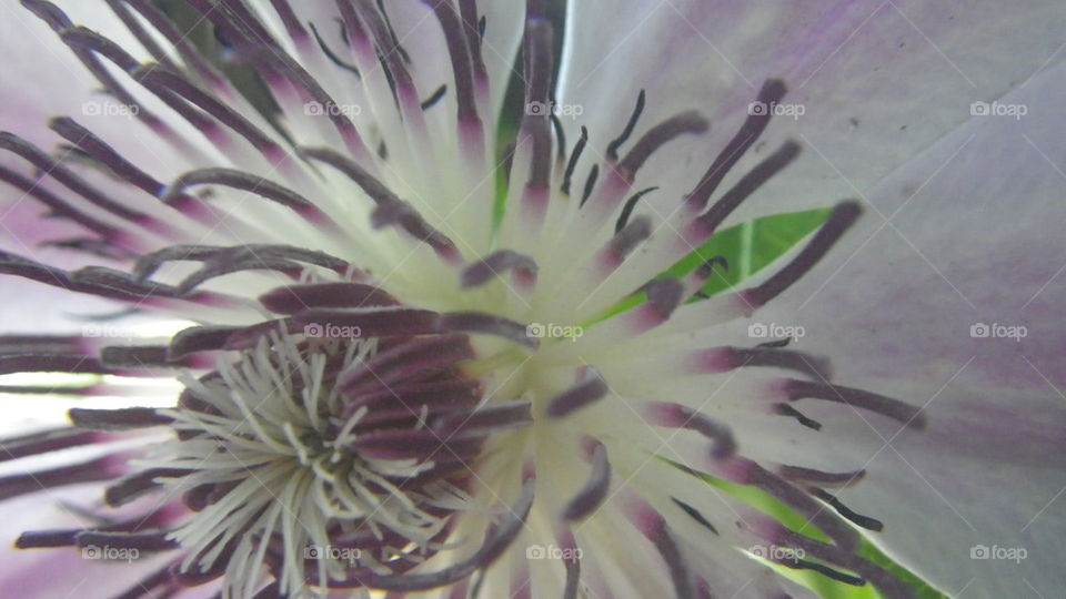 Clematis White and Purple