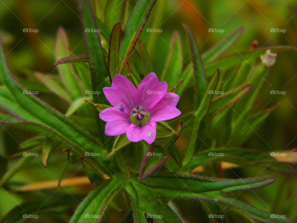 grass flower in the garden