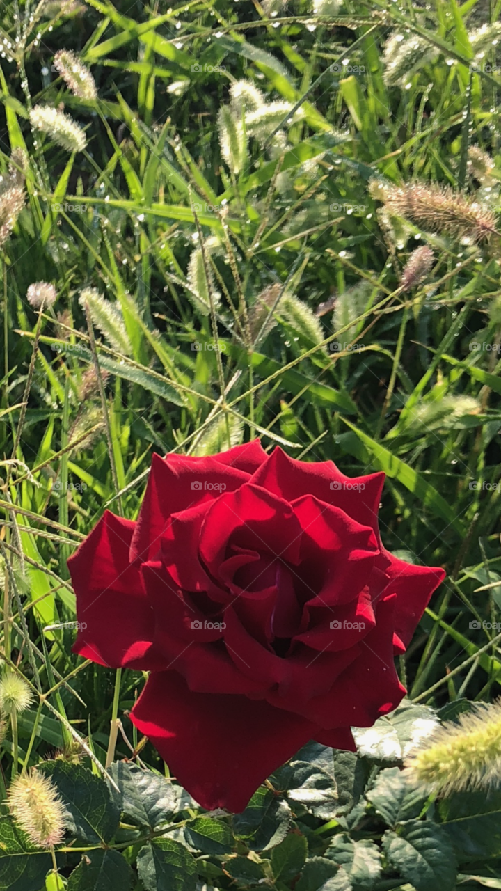 A Flowers Vivacity, symbolic to one 😋