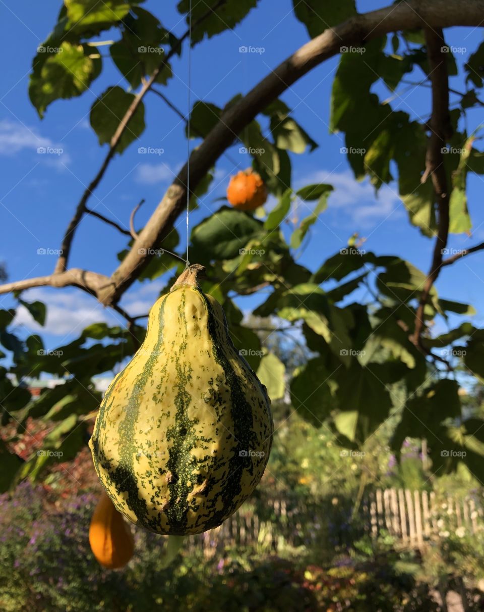 Pumpkin in the tree, Halloween