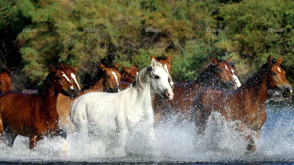 Wild Horses Running in River