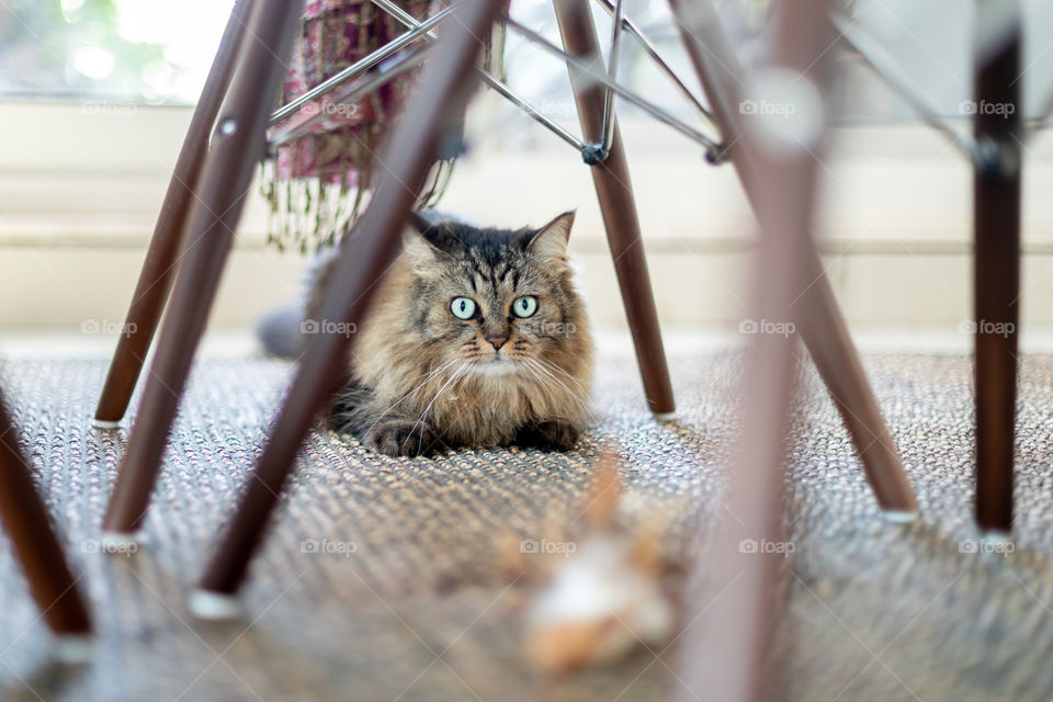 Cute cat hiding under the table