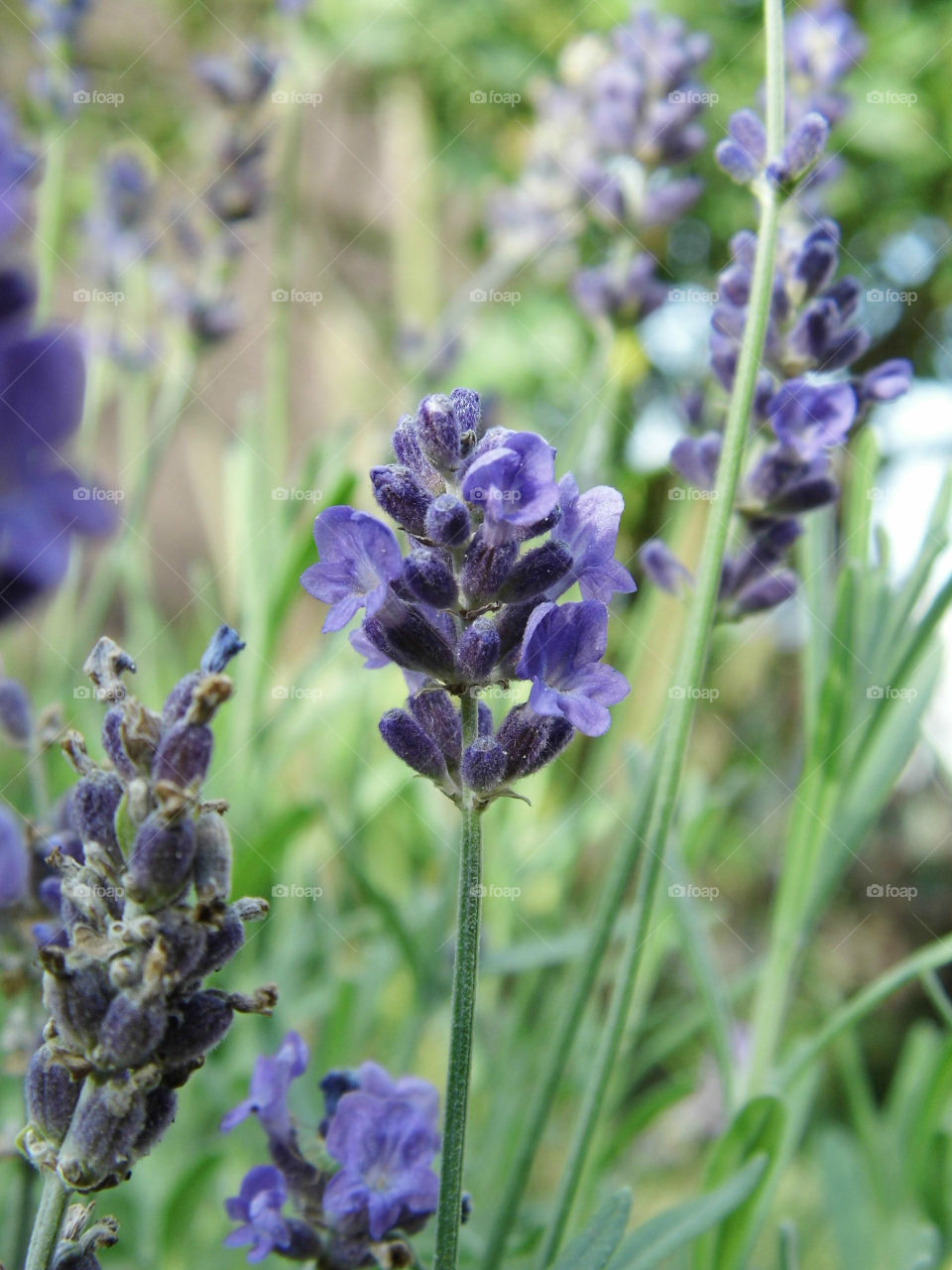 Close-up of lavender flower
