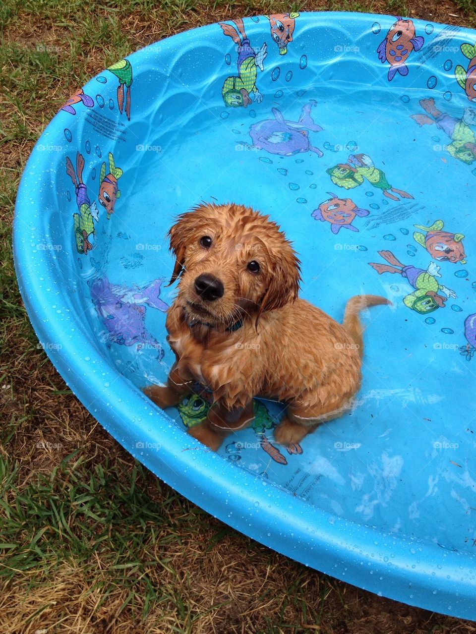 Water Puppy