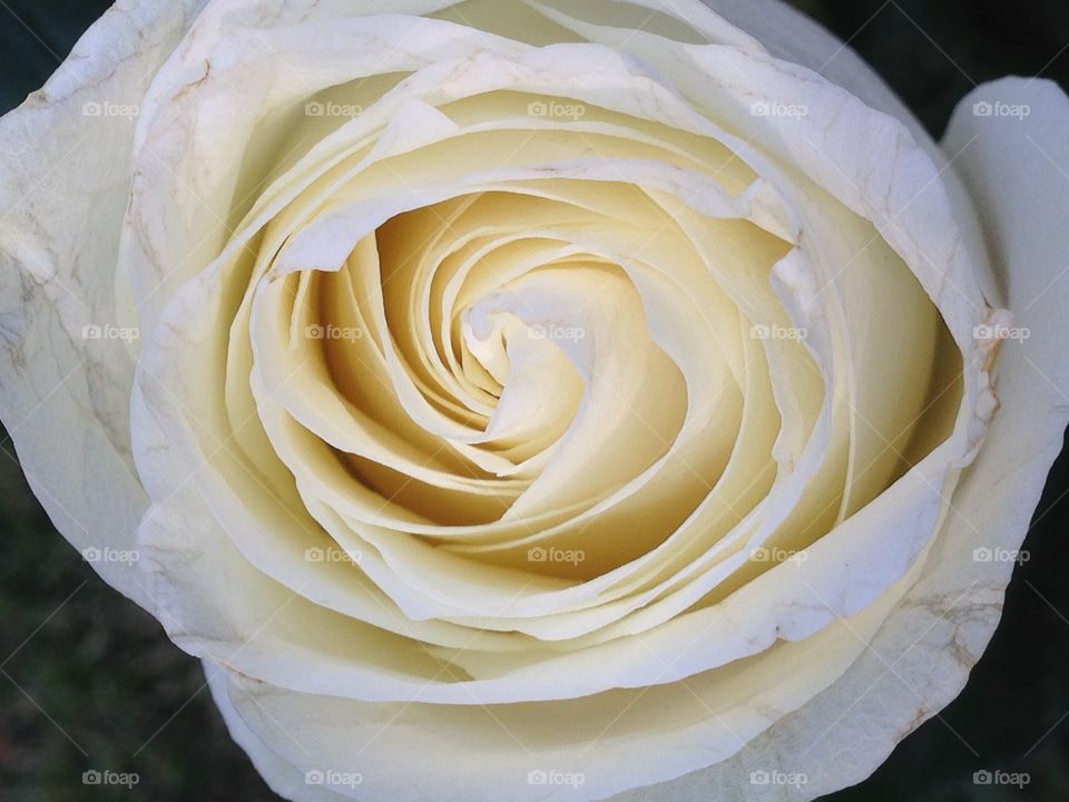 A rose by any other name. Macro view from above of a single white rose