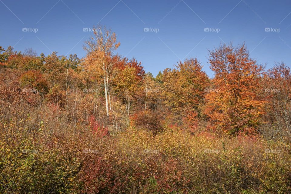 Beautiful autumn landscape
