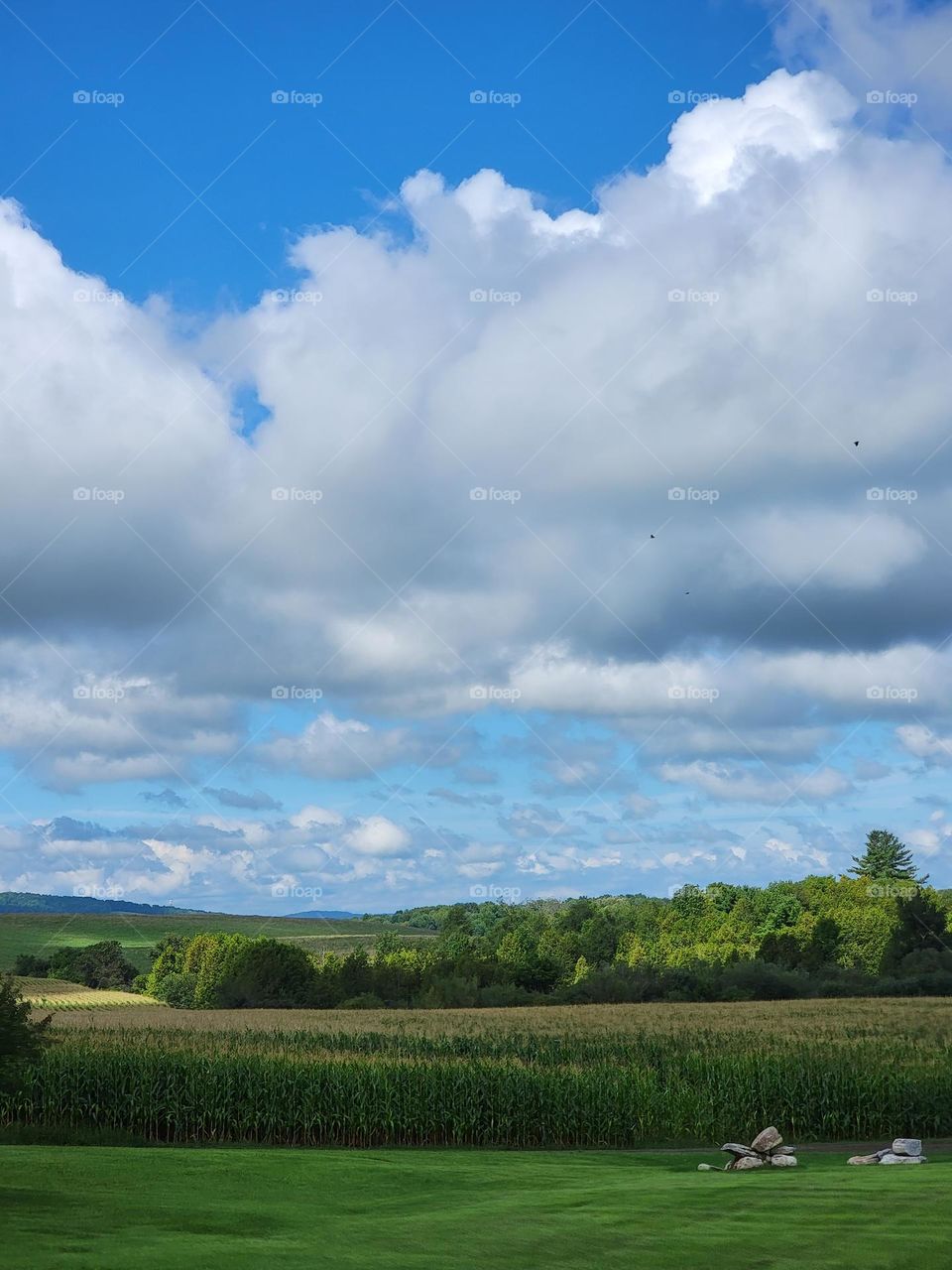 field & green rolling hills & blue sky with white puffy clouds